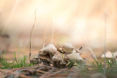地上的蘑菇